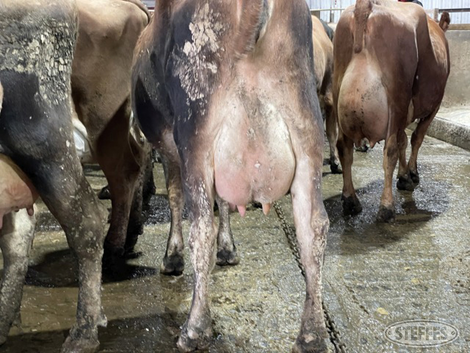 (7) Jersey/crossbred cows